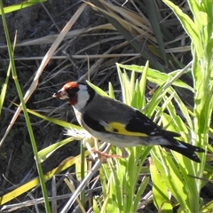 Carduelis carduelis (European Goldfinch) by HelenCross