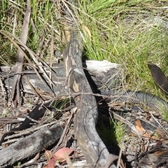 Austrelaps ramsayi (Highlands Copperhead) at Tharwa, ACT - 2 Dec 2025 by Numbat