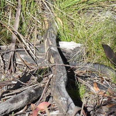 Austrelaps ramsayi (Highlands Copperhead) at Tharwa, ACT - 2 Dec 2025 by Numbat