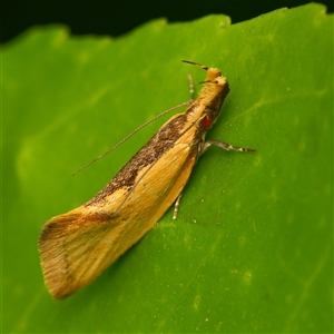 Thema brevivitella (A Concealer moth (Chezala Group)) at Downer, ACT - Today by RobertD