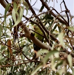 Polytelis swainsonii at Hughes, ACT - 8 Dec 2025 by LisaH
