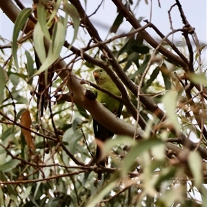 Polytelis swainsonii at Hughes, ACT - Yesterday by LisaH