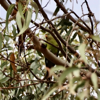 Polytelis swainsonii at Hughes, ACT - 8 Dec 2025 by LisaH