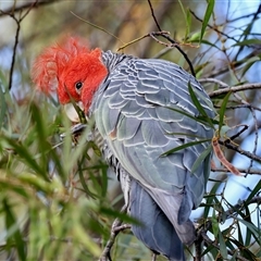 Callocephalon fimbriatum (Gang-gang Cockatoo) at Mongarlowe, NSW - 7 Dec 2025 by LisaH