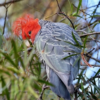 Callocephalon fimbriatum (Gang-gang Cockatoo) at Mongarlowe, NSW - 7 Dec 2025 by LisaH