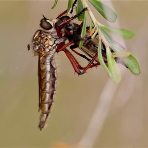 Zosteria sp. (genus) (Common brown robber fly) by LisaH