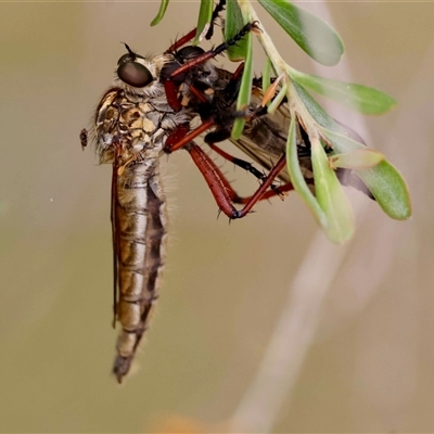 Zosteria sp. (genus) (Common brown robber fly) at  - suppressed by LisaH
