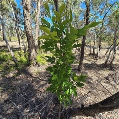 Fraxinus sp. (An Ash) at Symonston, ACT - 9 Dec 2025 by Mike
