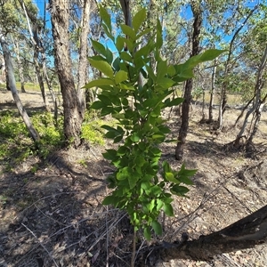 Fraxinus sp. at Symonston, ACT - Today by Mike