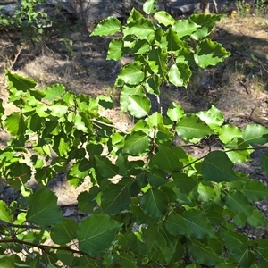 Pyrus calleryana at Symonston, ACT - Today by Mike