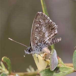 Unverified Blue or Copper (Lycaenidae) by LisaH