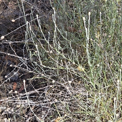Calocephalus citreus (Lemon Beauty Heads) at Symonston, ACT - 9 Dec 2025 by Mike
