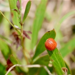 Unverified Leaf beetle (Chrysomelidae) by LisaH