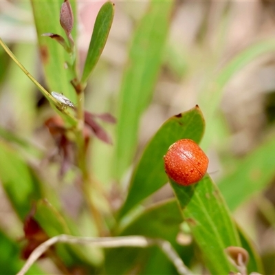 Unverified Leaf beetle (Chrysomelidae) at  - suppressed by LisaH
