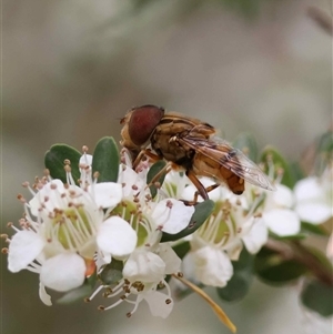 Unverified True fly (Diptera) by LisaH