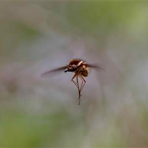 Unverified Hover fly (Syrphidae) by LisaH