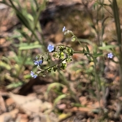 Cynoglossum australe (Australian Forget-me-not) at Symonston, ACT - 9 Dec 2025 by Mike