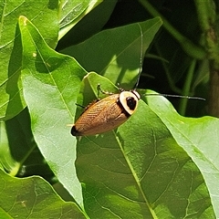 Ellipsidion australe (Austral Ellipsidion cockroach) by sangio7