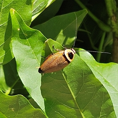 Ellipsidion australe (Austral Ellipsidion cockroach) at  - suppressed by sangio7