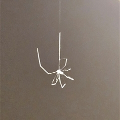 Pholcidae (family) by sangio7