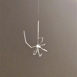 Pholcidae (family) by sangio7