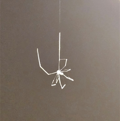 Pholcidae (family) at  - suppressed by sangio7