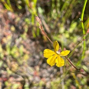 Goodenia paniculata at Bundanoon, NSW - 6 Dec 2025 by JaneR