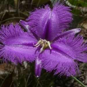 Unverified Lily or Iris by arjay