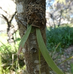 Xyloryctidae (family) (Timber Moths) at Charleys Forest, NSW - 19 Sep 2025 by arjay
