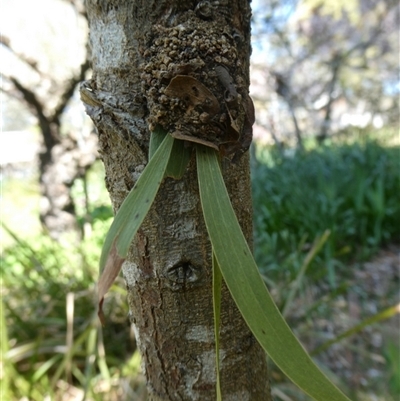 Xyloryctidae (family) (Timber Moths) at Charleys Forest, NSW - 19 Sep 2025 by arjay