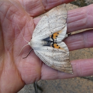 Gastrophora henricaria (Fallen-bark Looper, Beautiful Leaf Moth) by arjay
