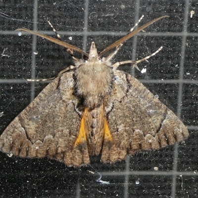 Heliomystis electrica (Electric Moth) at  - suppressed by arjay