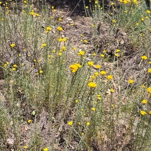 Chrysocephalum semipapposum at Symonston, ACT - Today by Mike
