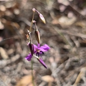 Arthropodium fimbriatum at Symonston, ACT - Today by Mike