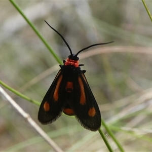 Hestiochora erythrota (A Forester or Burnet moth (Zygaenidae)) by arjay