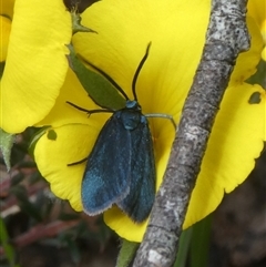 Pollanisus (genus) (A Forester Moth) by arjay