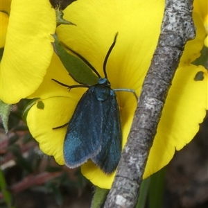 Pollanisus (genus) (A Forester Moth) by arjay