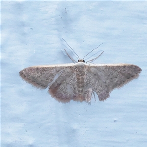 Idaea costaria (White-edged Wave) at Turner, ACT - 2 Dec 2025 by ConBoekel