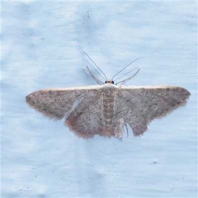 Idaea costaria (White-edged Wave) at Turner, ACT - 2 Dec 2025 by ConBoekel
