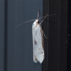 Philobota latifissella (A Concealer moth (Philobota group) at Turner, ACT - 2 Dec 2025 by ConBoekel