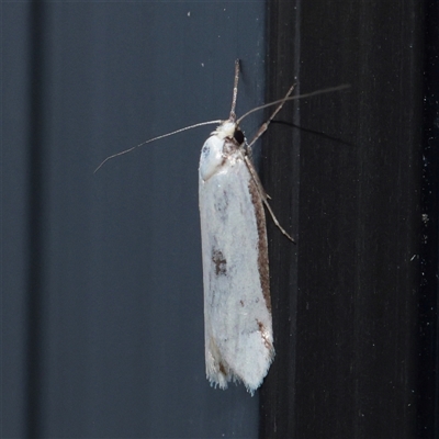 Philobota latifissella (A Concealer moth (Philobota group) at Turner, ACT - 2 Dec 2025 by ConBoekel