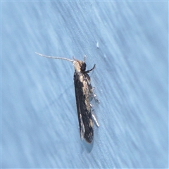 Hoplostega ochroma (a Eulechria Group moth) at Turner, ACT - 2 Dec 2025 by ConBoekel