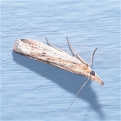 Faveria tritalis (Couchgrass Webworm) at Turner, ACT - 2 Dec 2025 by ConBoekel