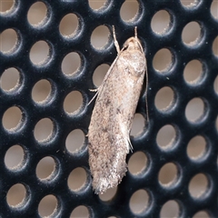 Syncometes vilis (Barea Group) at Turner, ACT - 2 Dec 2025 by ConBoekel