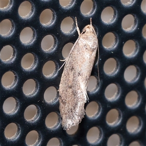 Syncometes vilis (Barea Group) at Turner, ACT - 2 Dec 2025 by ConBoekel