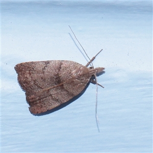 Tortricopsis euryphanella (A Concealer moth (Wingia group)) at Turner, ACT - 3 Dec 2025 by ConBoekel