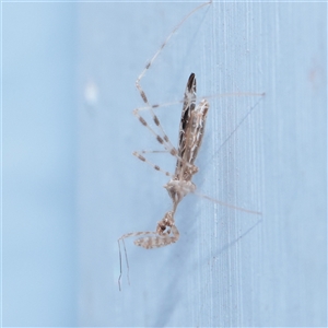 Unverified Praying mantis (Mantodea) at Turner, ACT - 3 Dec 2025 by ConBoekel