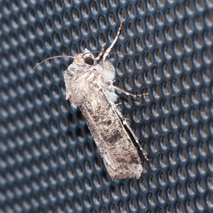 Agrotis porphyricollis (Variable Cutworm) at Turner, ACT - 3 Dec 2025 by ConBoekel