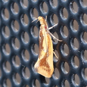 Thema psammoxantha (A concealer moth) at Turner, ACT - 3 Dec 2025 by ConBoekel