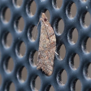 Unverified Moth (Lepidoptera) at Turner, ACT - 3 Dec 2025 by ConBoekel